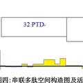 空間結構對抗病毒肽活性的影響：p14肽及