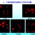 淫羊藿總黃酮對(duì)絲裂霉素致小鼠骨髓淋巴細(xì)胞遺傳突變的保護(hù)作用研究