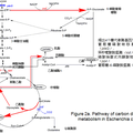 低碳工業(yè)性大腸桿菌實(shí)現(xiàn)綠色發(fā)酵技術(shù)的研究