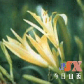 大同特產(chǎn)黃花中黃酮類化合物的提取