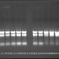 白菜、甘藍(lán)中決定花色等重要性狀的F3'H基因的克隆與分析