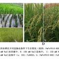 白松根特異啟動(dòng)子PmPsPR10-800驅(qū)動(dòng)TaNHX2基因提高水稻耐鹽性研究