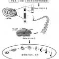 砷對(duì)雄性小鼠生殖器Y染色體Sxyb區(qū)管家基因Ddx3y表達(dá)的影響