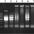 一種分離植物或微生物總RNA的試劑組合物及其制備方法