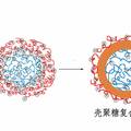 綠色“心”材——一種水相制備新型抗凝抑菌生物親合材料