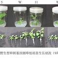 超表達MfCOR1提高轉(zhuǎn)基因煙草抗寒性和生物量