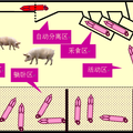 基于RFID的自動化母豬飼養(yǎng)系統(tǒng)