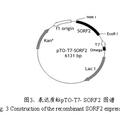 截短的豬戊型肝炎病毒ORF2基因克隆與重組蛋白的原核表達(dá)