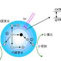 超強光催化污水處理材料--元素摻雜三維有序多孔二氧化鈦微球制備及光催化研究