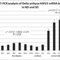 蔥蠅HSP23基因的克隆及在滯育時期