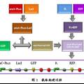 大腸桿菌內(nèi)基因計時開關(guān)的設(shè)計及應(yīng)用