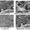 油橄欖加工廢棄物的資源化利用研究