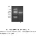 截短的豬戊型肝炎病毒ORF2基因克隆與重組蛋白的原核表達(dá)