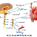 LED紅、藍(lán)光對(duì)家兔血壓影響的研究