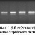 基于線粒體COⅠ基因探討家雞遺傳變異