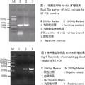 PRRSV云南地方流行毒株的分離與初步鑒定