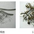 金屬切削絲擴展表面強化冰蓄冷結冰率的實驗研究