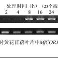 超表達MfCOR1提高轉(zhuǎn)基因煙草抗寒性和生物量