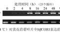 超表達(dá)MfCOR1提高轉(zhuǎn)基因煙草抗寒性和生物量