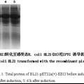 EBI3蛋白基因克隆、表達(dá)、多克隆抗體制備及其鑒定