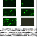 p14多肽——新型黃科病毒解螺旋酶抑制劑的克隆表達(dá)系統(tǒng)構(gòu)建及抗病毒研究