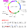 用于蛋白間互作研究的雙分子熒光互補(bǔ)（BiFC）操作平臺的構(gòu)建及應(yīng)用