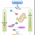 新型海洋源性放線菌素類似物ActX的抗腫瘤活性及分子機(jī)制研究