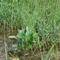 壺流河流域濕地植被優(yōu)勢種間關系分析