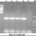 重組農(nóng)桿菌質(zhì)?？焖勹b定方法