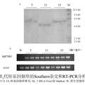 超表達MfCOR1提高轉(zhuǎn)基因煙草抗寒性和生物量