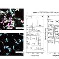 小分子盤狀液晶材料分子設(shè)計、合成及性能研究