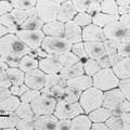  可降解生物醫(yī)用鎂合金動態(tài)腐蝕性能研究 