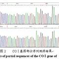 基于線粒體COⅠ基因探討家雞遺傳變異