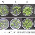 超表達MfCOR1提高轉(zhuǎn)基因煙草抗寒性和生物量