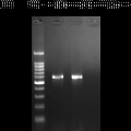 豬附紅細(xì)胞體病家兔感染模型的免疫指標(biāo)檢測(cè) 