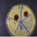 一種殺菌乳業(yè)的制備研究