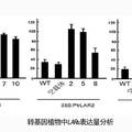 楊樹單寧合成途徑中關(guān)鍵酶基因LARs的克隆及功能解析