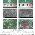 植入式人工角膜基質(zhì)及其制備方法