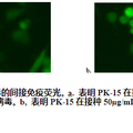 p14多肽——新型黃科病毒解螺旋酶抑制劑的克隆表達(dá)系統(tǒng)構(gòu)建及抗病毒研究