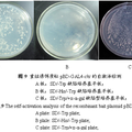 病源微生物稻瘟菌激發(fā)子幾丁質(zhì)酶與受體甘露糖凝集素互作研究