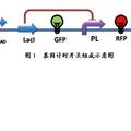 大腸桿菌內(nèi)基因計時開關(guān)的設(shè)計及應(yīng)用