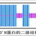 白菜、甘藍(lán)中決定花色等重要性狀的F3'H基因的克隆與分析