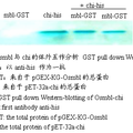 病源微生物稻瘟菌激發(fā)子幾丁質(zhì)酶與受體甘露糖凝集素互作研究