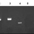 柯薩奇病毒B組3型感染胰島細(xì)胞的體外研究