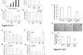 TNFα-Tumstatin54-132/IL-24基因修飾的間質(zhì)干細(xì)胞抗腫瘤研究