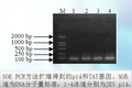 p14多肽——新型黃科病毒解螺旋酶抑制劑的克隆表達(dá)系統(tǒng)構(gòu)建及抗病毒研究