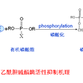 基于新型靶標(biāo)酶界面的農(nóng)藥分子識(shí)別與檢測(cè)