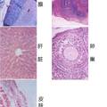 懷地黃多糖美容護膚作用的研究