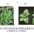 超表達MfCOR1提高轉(zhuǎn)基因煙草抗寒性和生物量