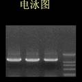 銀杏CONSTANS基因的克隆與序列分析